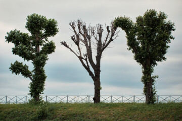 Fototapeta na wymiar Three trees against the sky. Two trees with leaves, one tree withered