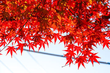 赤いもみじ 日本庭園 紅葉 鮮やか モミジ  日本 秋 美しい きれい 幻想的 
