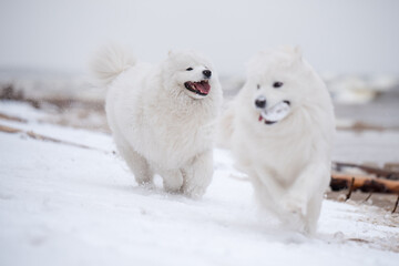 Two Samoyed white dogs are running on snow beach in Latvia