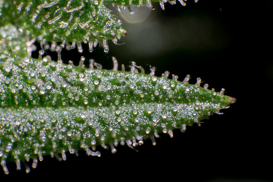 Tricomas del cannabis 