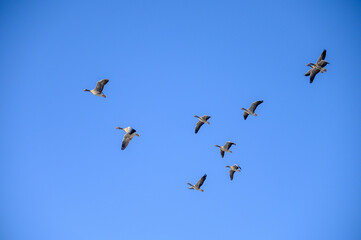 Ein Schwarm Graugänse ziehen am blauen Himmel vorbei