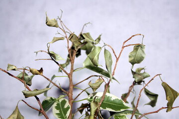 Houseplant in flowerpot on a table near wall.
