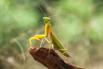 All The Stories about graceful praying mantis