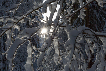 sunbeams shining through snow covered trees in winter landscape