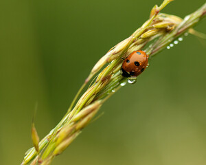 ladybug on a blade of grass with rain drops