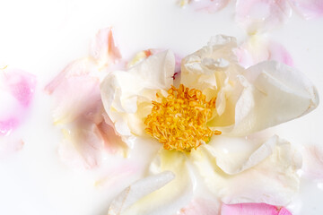 Fototapeta premium Close-up of the opened middle of a white rose with yellow stamens. Floral pastel background. Selective focus and blur