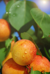 Tree branch with apricot fruit in the sunshine.