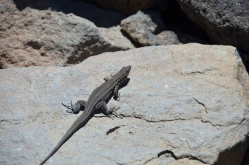 Cute lizard on a stone
