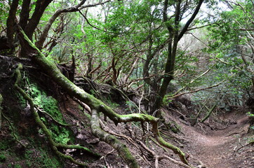 Biosphere forest in Tenerife