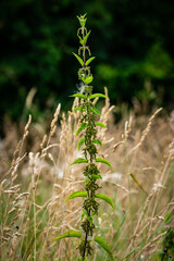 close up of a plant nettle