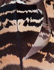 Detail of a bustard feather. BUSTARD - AVUTARDA (Otis tarda)