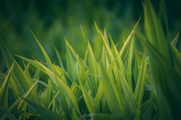 Obraz premium green corn grass background