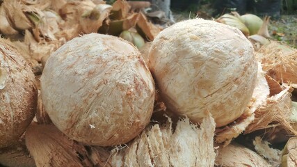 Young Coconut on Coconut Shell Coconut is a tropical fruit that is sweet and fragrant.