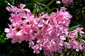 Pink oleander flowers (Nerium oleander) 