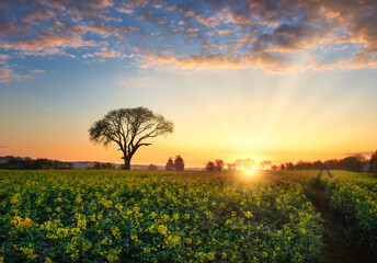 Sunrise over field of Rapeseed, 