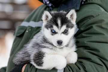 Cute husky puppies, felt boots in the snow and husky puppy, winter card with puppies © areporter