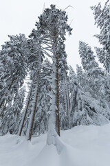 snow covered conifer trees in winter with ice