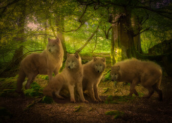 Wolf Pack.  