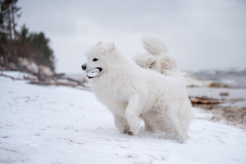 Obraz na płótnie Canvas Samoyed white dog is running on snow beach in Latvia
