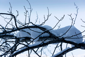 Pareidolia: La pantera di neve sul ramo © Federica