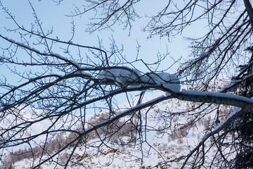 Pareidolia: La pantera di neve sul ramo © Federica