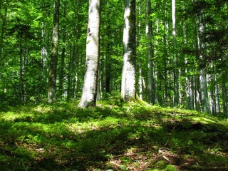 Broadleaf, deciduous, temperate beech forest