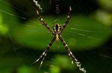 The spider builds a trap for its lunch in shallow focus