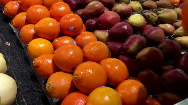 Woman selecting minneola tangelos in grocery store produce department with 4k resolution.