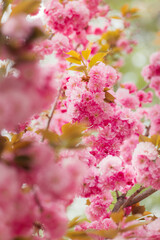 Obraz premium Amazing pink cherry blossoms on the Sakura tree in a spring garden.