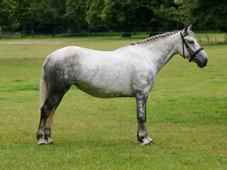 Obraz na płótnie Canvas Handsome Grey Horse