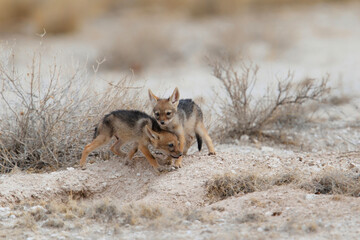 Young black-backed jackals playing around there den in Etosha National Park in Namibia