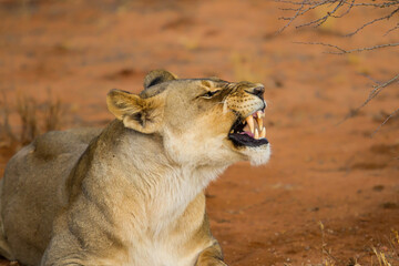 Lioness yawning in Erindi Private Game Reserve in Namibia