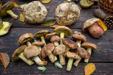 fresh mushrooms on wooden board
