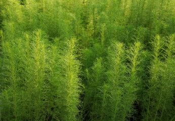 Green trees of Dog Fennel or Thoroughwort  growing with sunlight on land in Thailand. Leaf shape...
