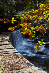 Forest in autumn. Gorbeia Natural Park, Altube, Alava, Basque Country, Spain, Europe