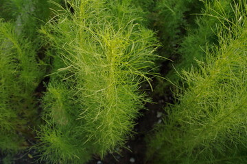 Top view of Dog Fennel or Thoroughwort growing with leaves and trunk on land in science name is Eupatorium capillifolium, Thailand.