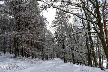 Forest winter landscape. Trees covered with snow in a mixed forest.