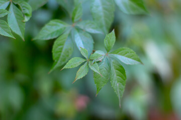 Fototapeta na wymiar Green leaves of wild grape. natural texture