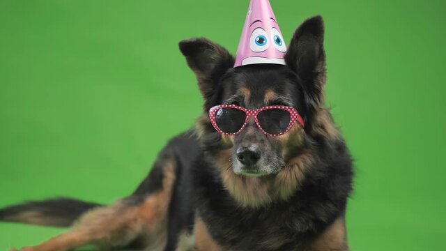 The dog in the birthday hat is looking at something. Funny German Shepherd dog shot against a green background.
