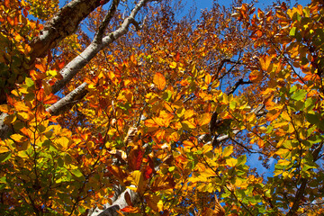 Gorbeia Natural Park, Altube, Alava, Basque Country, Spain
