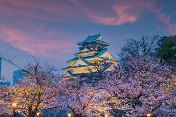 Obraz premium Twilight at Osaka castle during Cherry blossoms season
