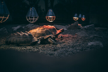 Turtles under warm lights