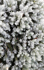 Gałęzie iglaków © Joanna