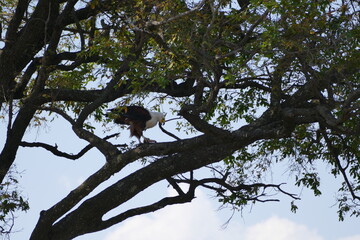 Seeadler