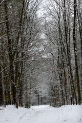 Forest winter landscape. Trees covered with snow in a mixed forest.