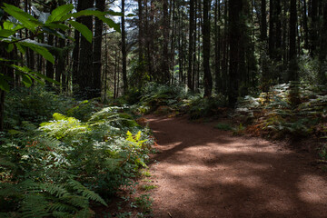 Pathway in the middle of a green forest with tall trees and ferns. Hicking track. Dirt trail.