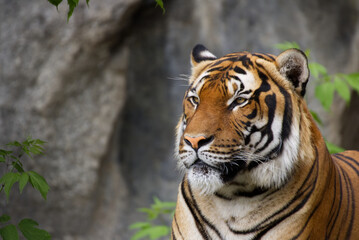 portrait of a tiger