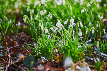 Many beauitul white snowdrops