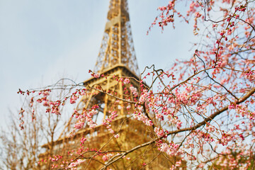 Cherry blossom tree in full bloom near the Eiffel tower in Paris
