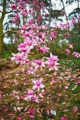 Obraz premium Giant pink magnolia in full bloom in Park Floral